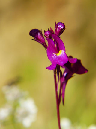 Linaria triornithophora <br>THREE BIRDS TOADFLAX