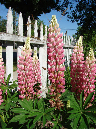 Lupinus perennis <br>LUPIN RUSSELL THE CHATELAINE
