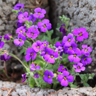 Arabis <br>PURPLE-ROSE ROCK CRESS