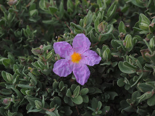 Cistus incanus tauricus <br>TAURIC ROCK ROSE, HOARY ROCK ROSE