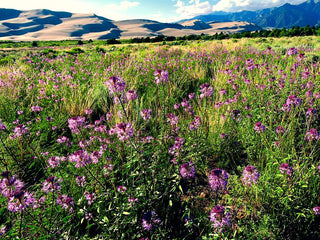 Cleome serrulata <br>ROCKY MOUNTAIN BEE PLANT, SPIDER FLOWER