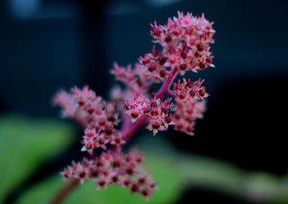 Rodgersia aesculifolia var. henrici <br>RODGERSIA