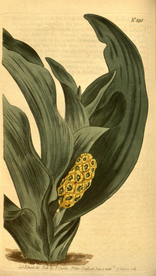 Rohdea japonica <br>JAPANESE SACRED LILY, NIPPON LILY