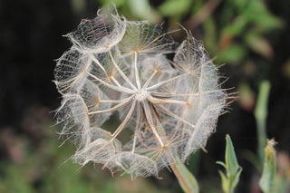 Tragopogon porrifolius salsify seeds