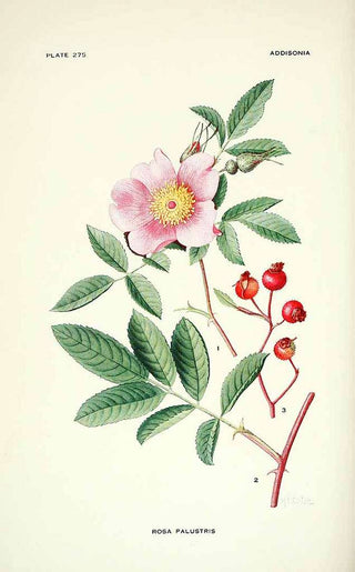 Rosa palustris <br>SWAMP ROSE