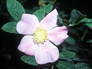 Rosa palustris <br>SWAMP ROSE