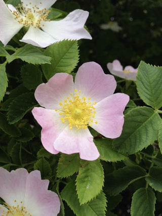 Rosa rugosa <br>RUGOSA ROSE, BEACH ROSE