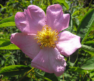 Rosa carolina <br>CAROLINA ROSE, PRAIRIE ROSE, PASTURE ROSE