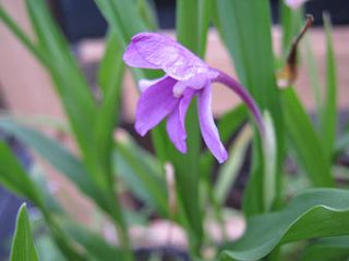 Roscoea alpina <br>MOUNTAIN ROSCOE LILY