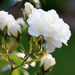 Rosa <br>WHITE BUSH ROSE