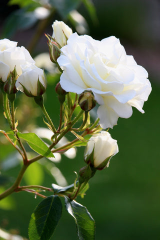 Rosa <br>WHITE BUSH ROSE