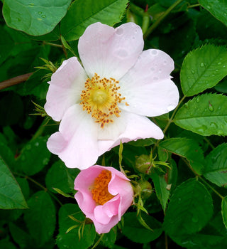 Rosa carolina <br>CAROLINA ROSE, PRAIRIE ROSE, PASTURE ROSE