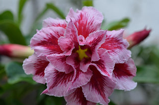 Adenium obesum <br>SHOWY DESERT ROSE, IMPALA LILY MIX HYBRIDS