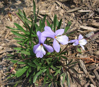 Viola pedata <br>BIRD'S FOOT VIOLET