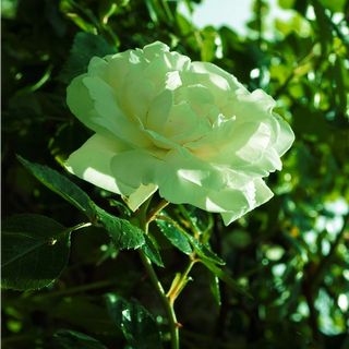 Rosa <br>GREEN ROSE