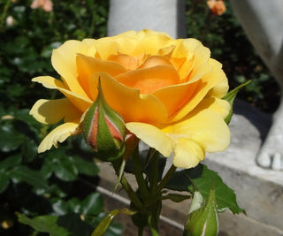 Rosa <br>YELLOW BUSH ROSE