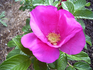 Rosa rugosa 'rubra' <br>RED RUGOSA ROSE, BEACH ROSE