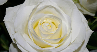 Rosa <br>WHITE CLIMBING ROSE