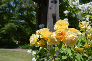 Rosa <br>YELLOW BUSH ROSE