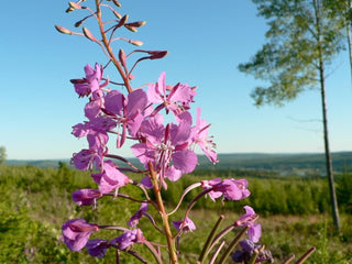 Epilobium augustifolium <br>FIREWEED