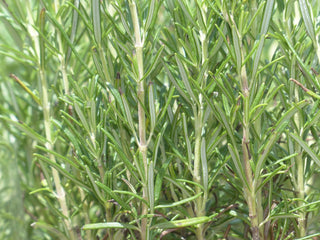 Rosmarinus officinalis <br>ROSEMARY