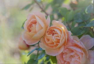 Rosa <br>APRICOT DOUBLE ROSE