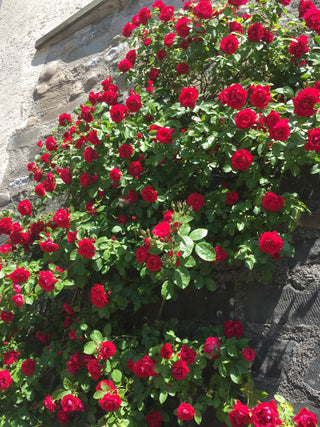 Rosa <br>CLIMBING RED ROSE