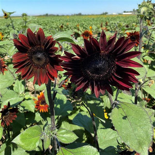 Helianthus <br>SUNFLOWER ROUGE ROYALE