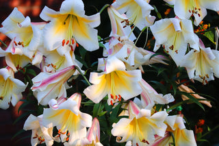 Lilium regale <br>ROYAL REGAL LILY, CHRISTMAS LILY, Very Fragrant!