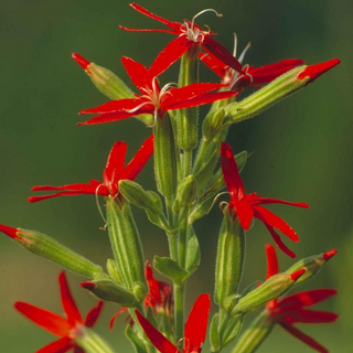 Silene regia <br>ROYAL CATCHFLY