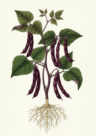 Phaseolus vulgaris ROYAL BURGUNDY BEAN.