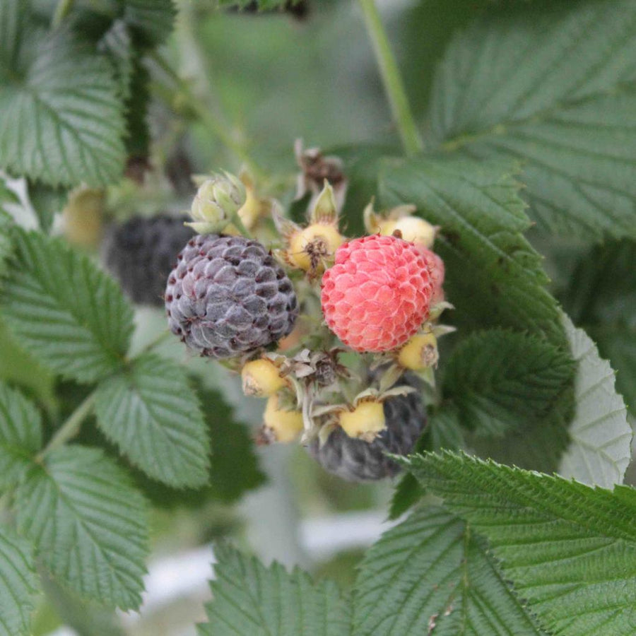 Trees & Shrubs – Ferri Seeds