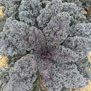 Brassica oleracea <br>KALE RUBYBOR