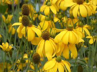 Rudbeckia laciniata <br>CUTLEAF CONEFLOWER