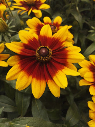 Rudbeckia hirta <br>GLORIOSA DAISY