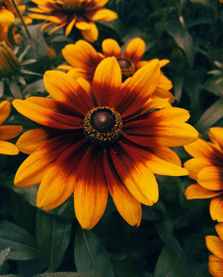 Rudbeckia hirta <br>RUDBECKIA 'AUTUMN COLORS'