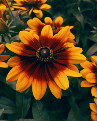 Rudbeckia hirta <br>RUDBECKIA TOTO RUSTIC