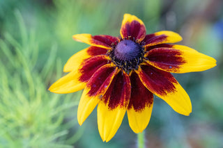 Rudbeckia hirta <br>RUDBECKIA 'AUTUMN COLORS'