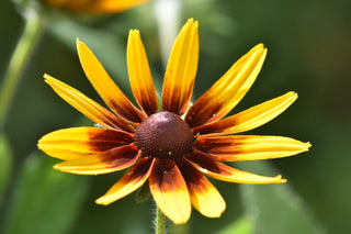 Rudbeckia hirta <br>RUDBECKIA 'DENVER DAISY' CONEFLOWER, BLACK EYED SUSAN