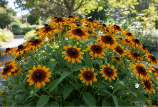 rudbeckia dark denver daisy