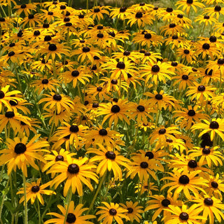 rudbeckia fulgida 