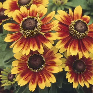 Rudbeckia hirta <br>RUDBECKIA 'TOTO RUSTIC'