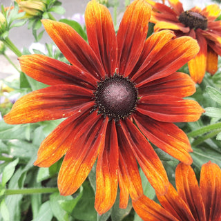 Rudbeckia hirta <br>RUDBECKIA TOTO RUSTIC