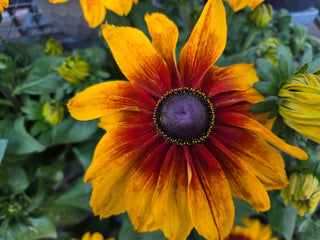 Rudbeckia hirta <br>RUDBECKIA TOTO RUSTIC