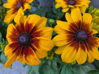 Rudbeckia hirta <br>RUDBECKIA TOTO RUSTIC