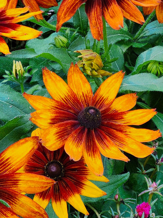 Rudbeckia hirta <br>RUDBECKIA TOTO RUSTIC