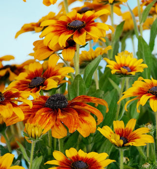 Rudbeckia hirta <br>RUDBECKIA TOTO RUSTIC