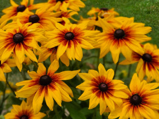 Rudbeckia hirta <br>GLORIOSA DAISY RED CENTERS