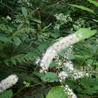 Actaea racemosa, Cimicifuga racemosa <br>BLACK COHOSH, SNAKEROOT, BUGBANE