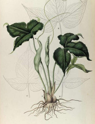 Pinellia tripartita <br>GREEN DRAGON, DRAGON TAILS, VOODOO LILY